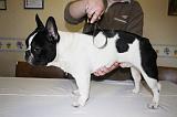BOULEDOGUE FRANCAIS - BROSSAGE 014